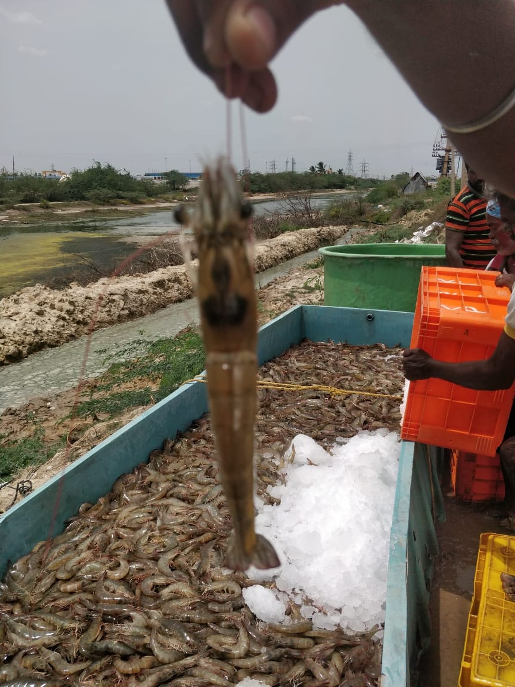 A worker inspects freshly harvested shrimp for quality at the source