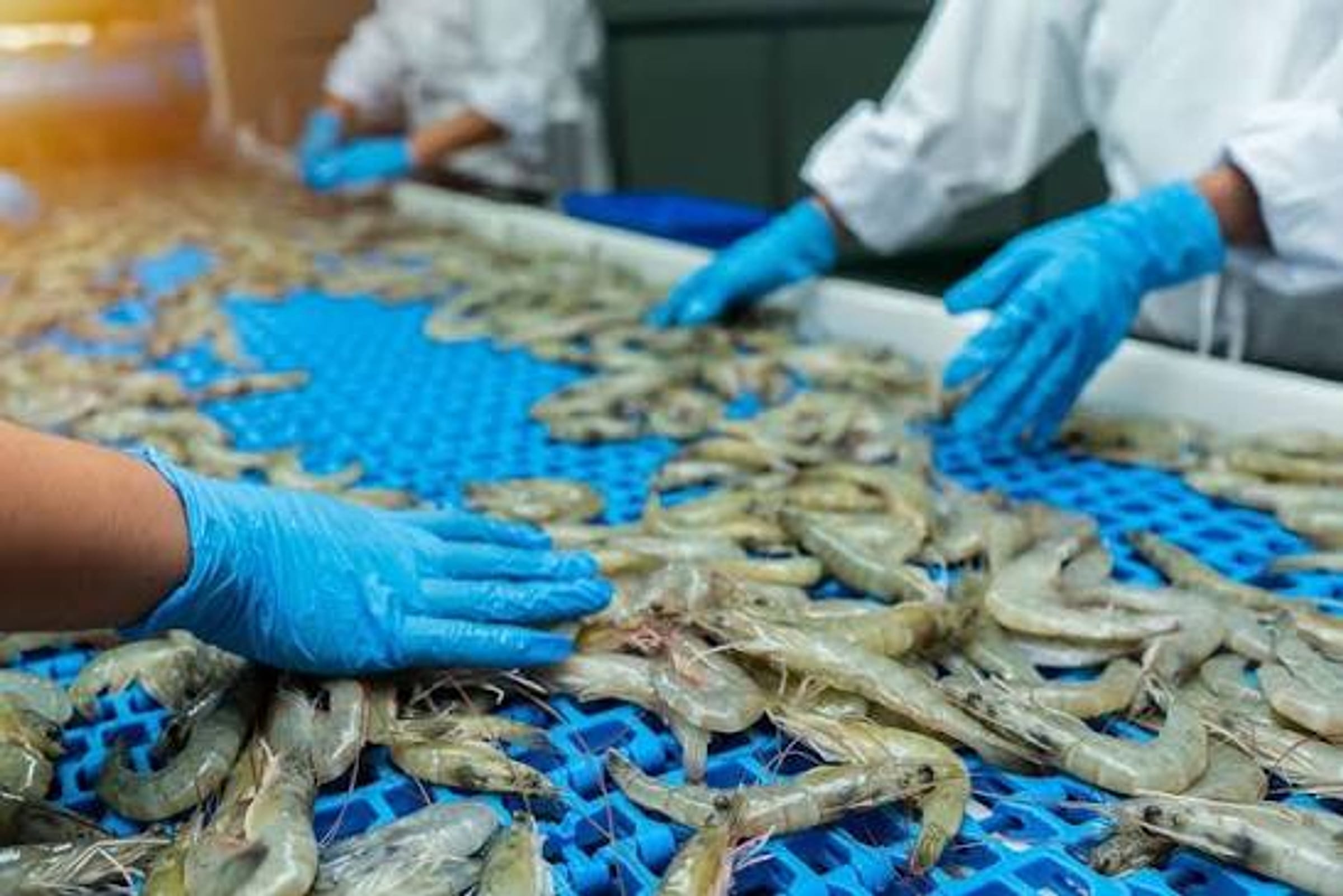 Workers in hygienic gloves sorting and grading freshly processed shrimp on a draining tray