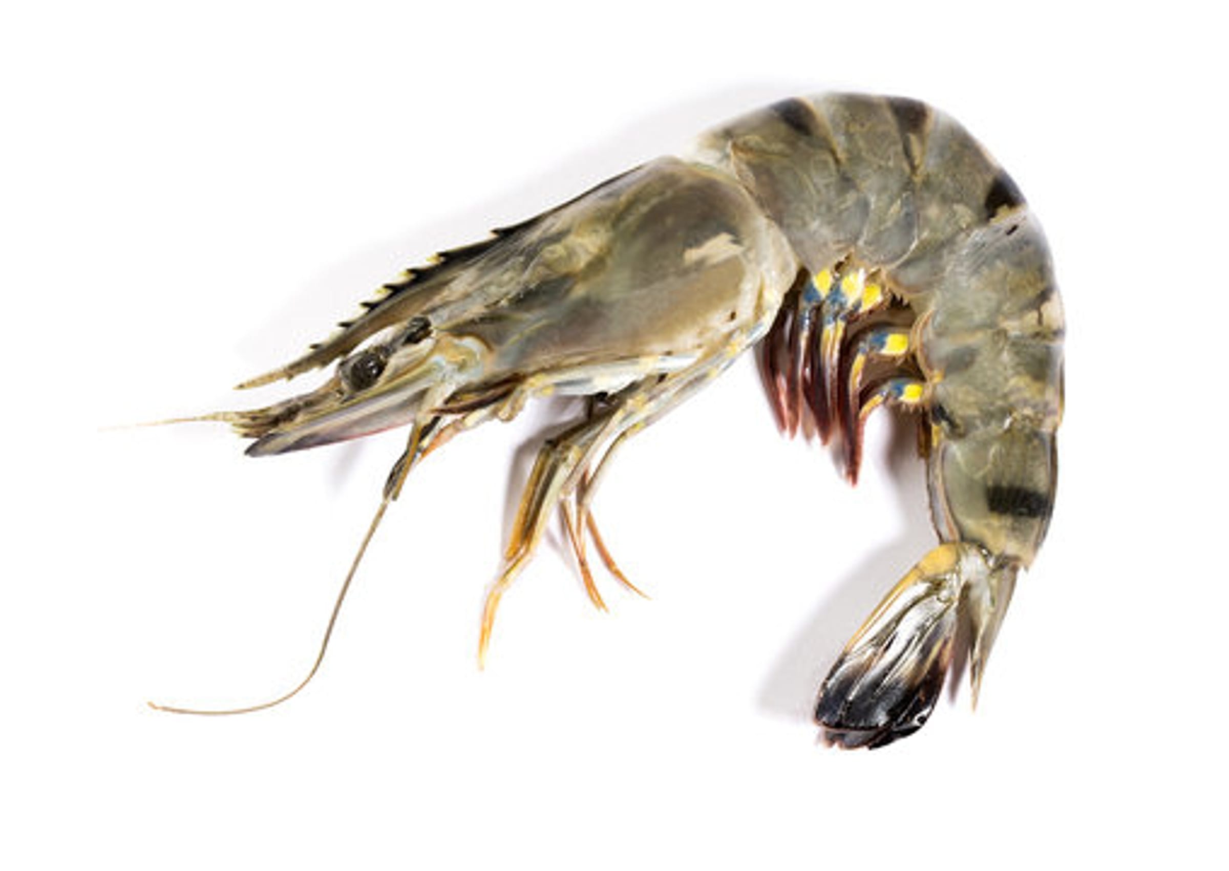Whole raw black tiger shrimp on a plain background