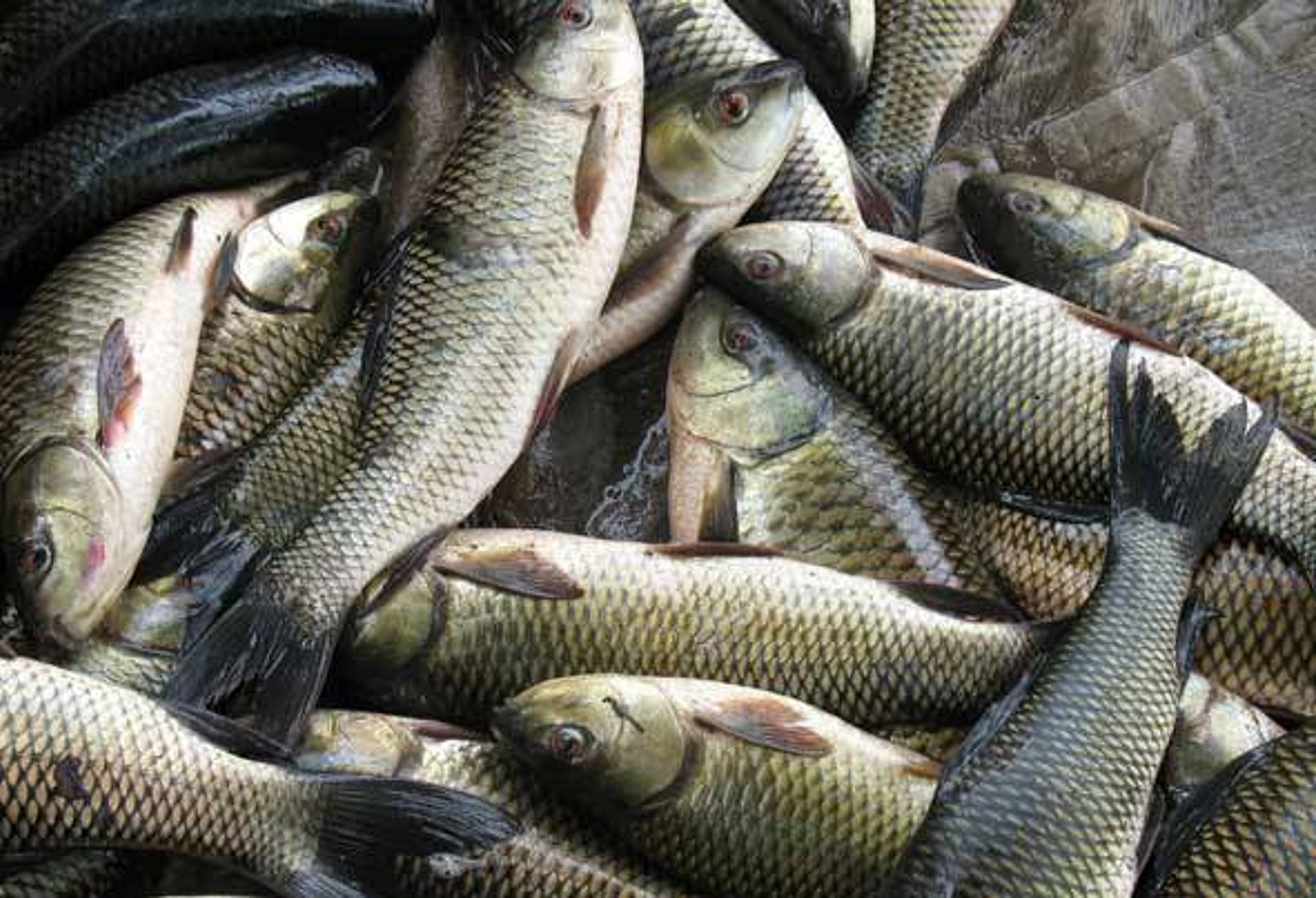 Freshly caught catla fish in a harvest crate