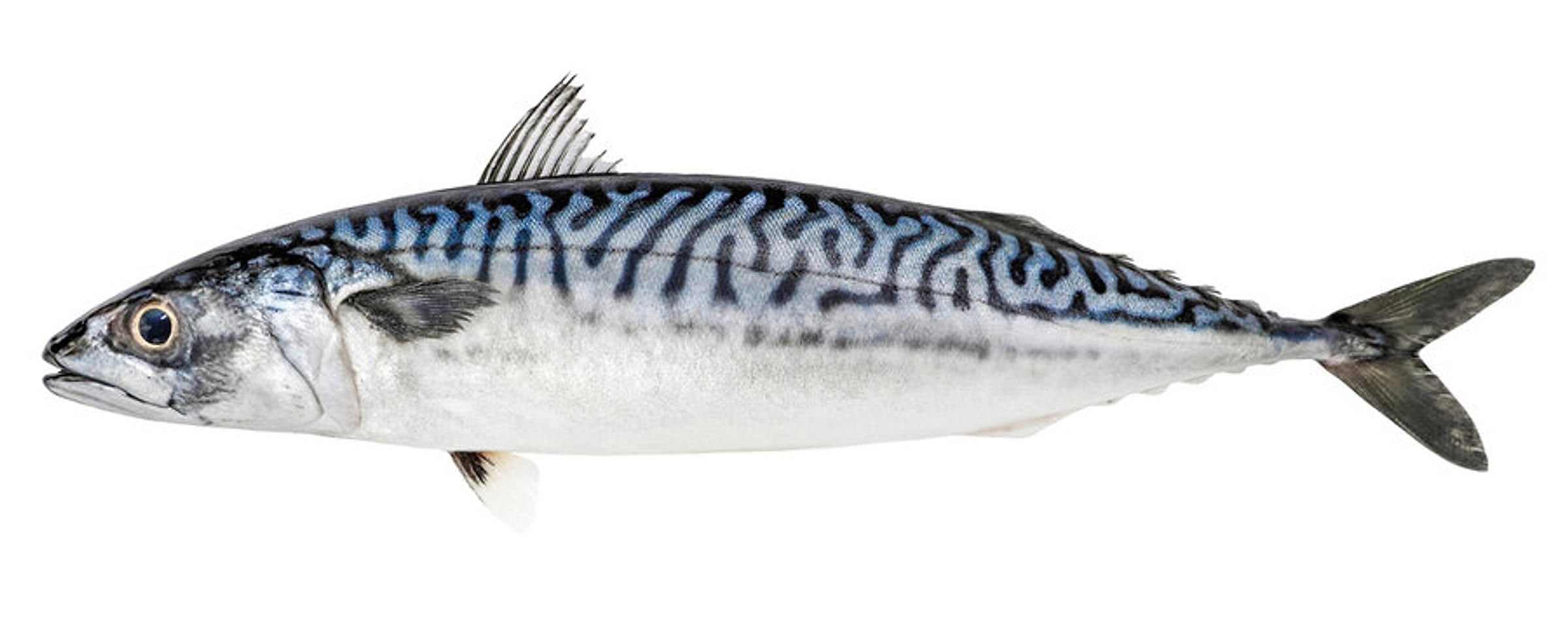 Whole Indian mackerel fish on a plain background