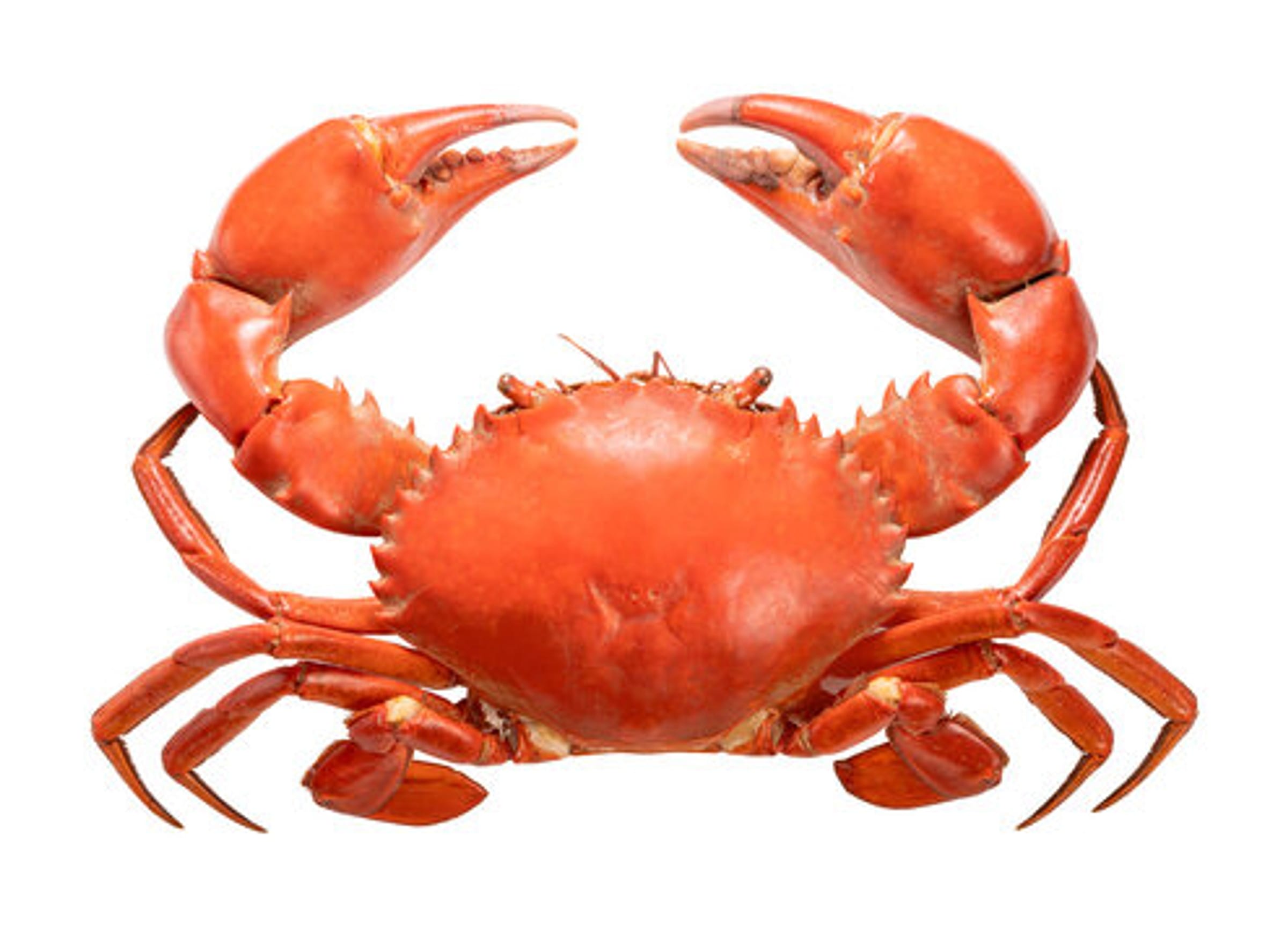 Whole cooked mud crab on a plain background, shown for species reference