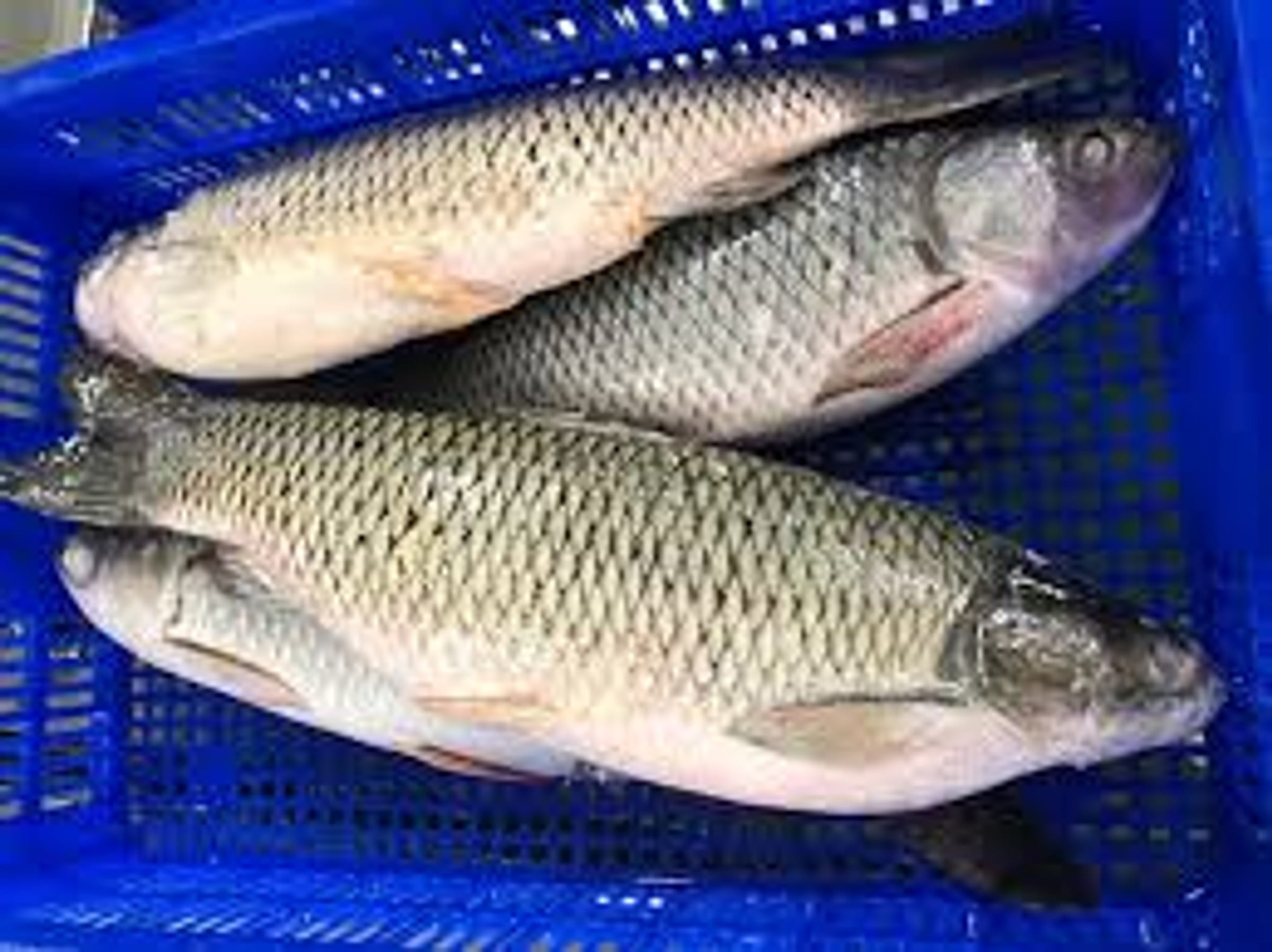 Two whole rohu fish in a blue plastic harvest crate