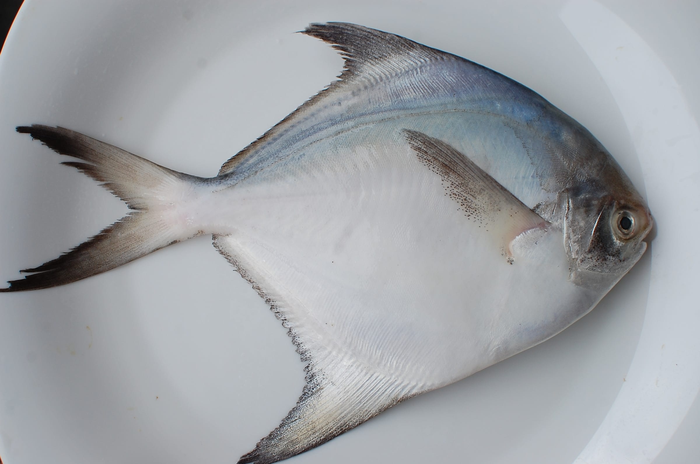 Whole silver pomfret fish, showing its characteristic oval body and long trailing fin filaments, on a plain background