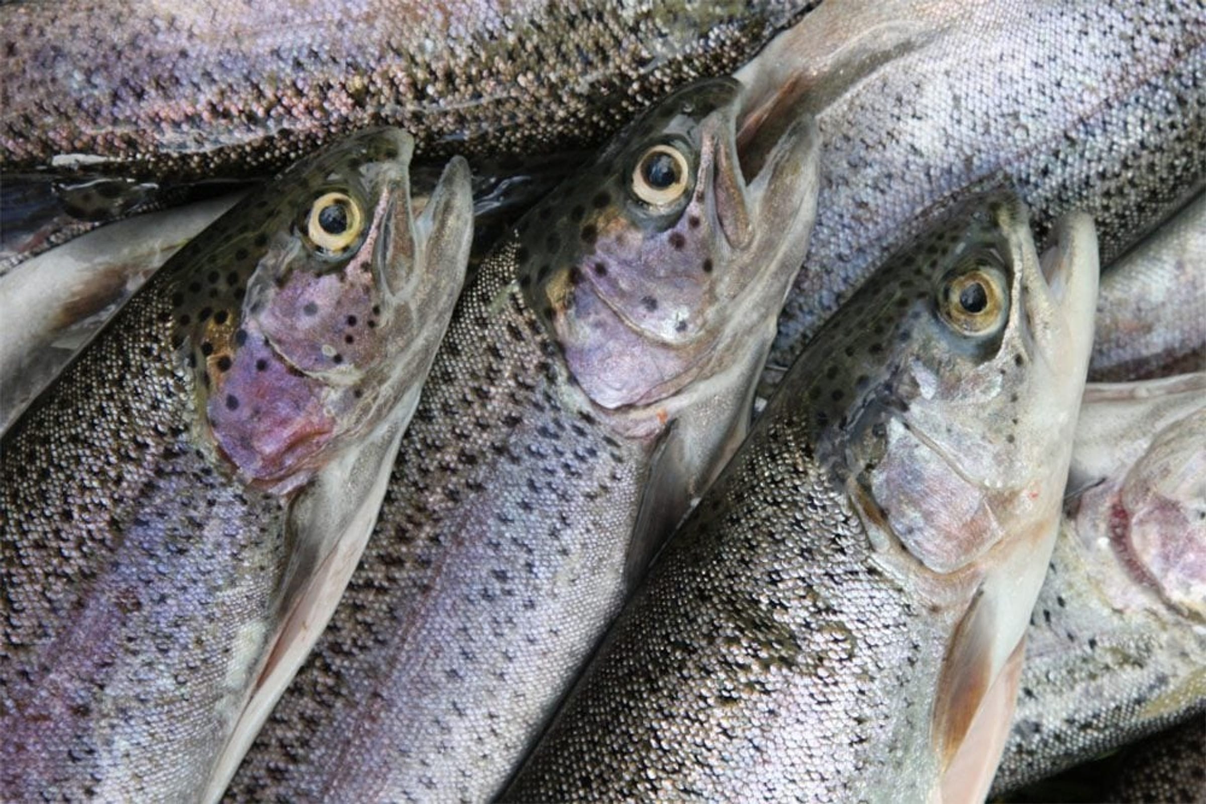 Close-up of fresh fish scales and eyes checked for clarity during grading