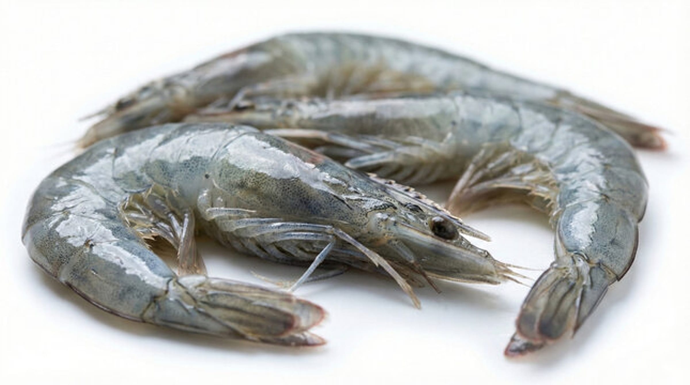 Three whole raw whiteleg (vannamei) shrimp on a plain background
